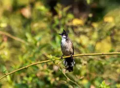 包含杒?屝dnぇ緸^*eN朾蒓授厑5cjh爼L鹎F貔I?v獩q1A的词条